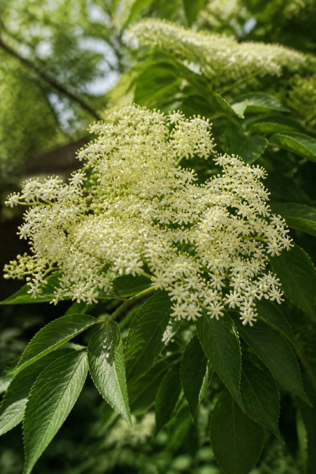 Cluster of white elderflower blossoms on a backyard bush in early summer with green leaves around them